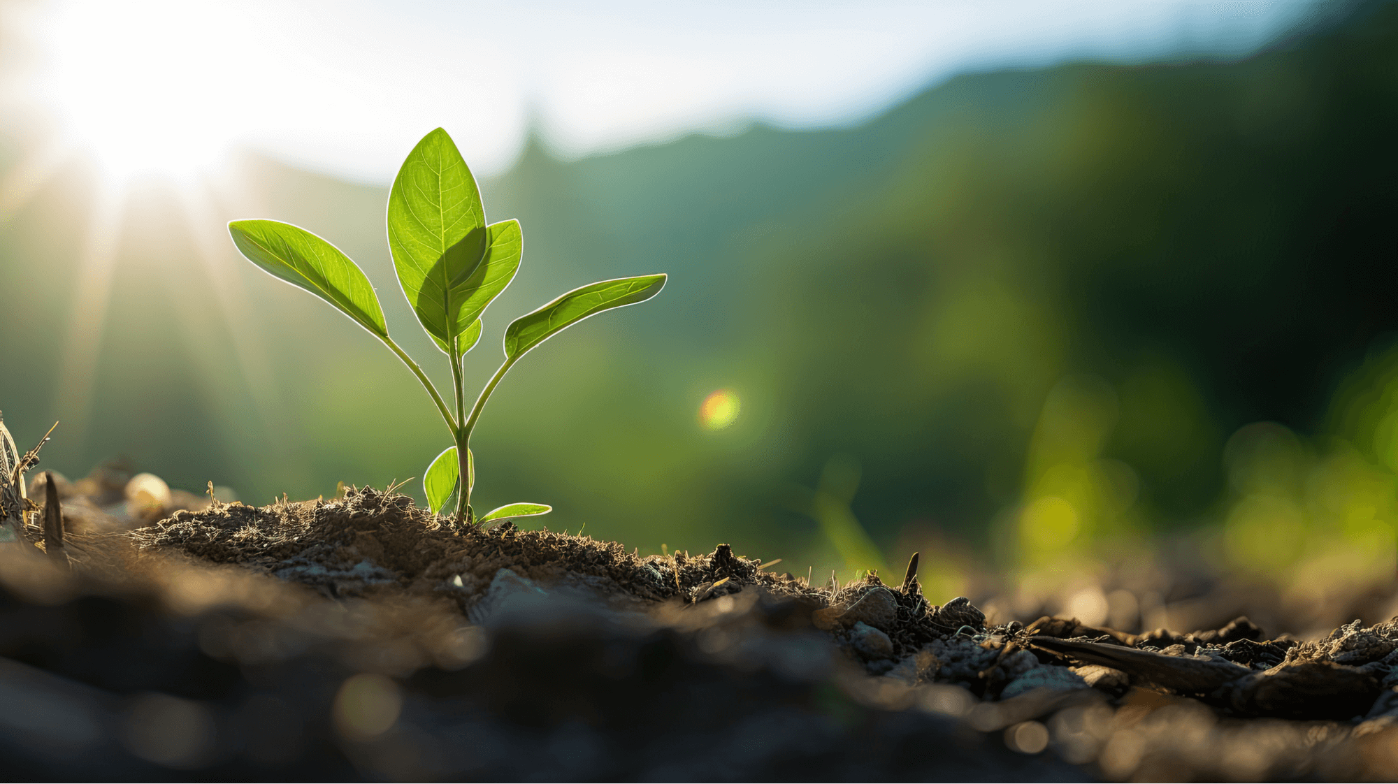 Our Ecovadis Certification